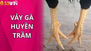 Vảy Gà Huyền Trâm – Bí Quyết Lựa Chọn Linh Kê Chiến Đấu